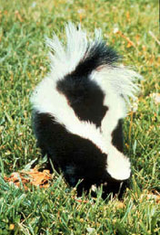 Skunk.